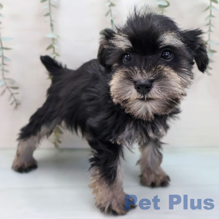 ミニチュア・シュナウザー