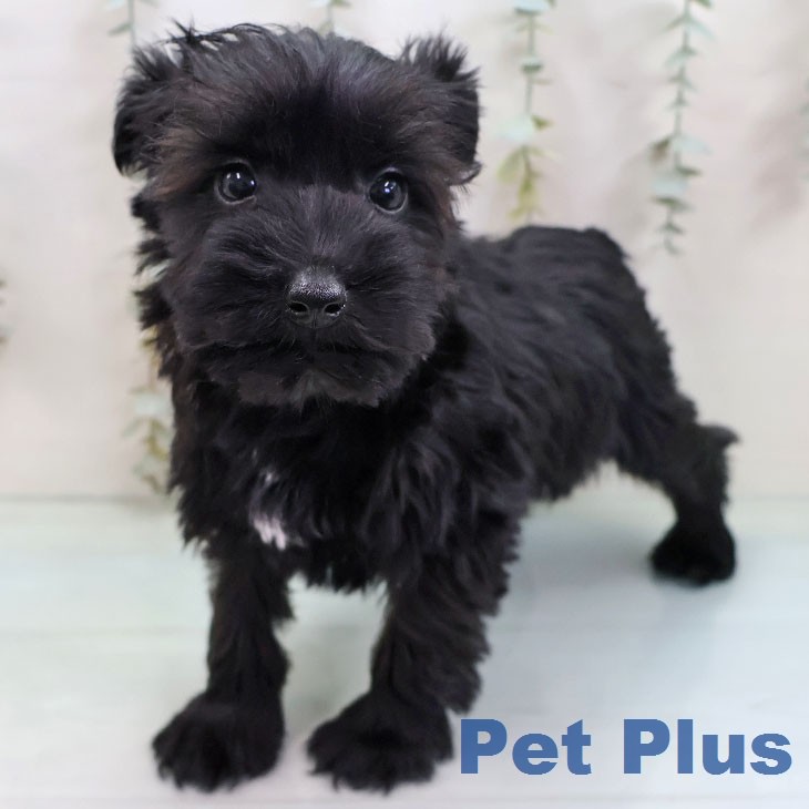 ミニチュア・シュナウザー