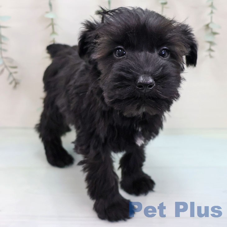 ミニチュア・シュナウザーの写真2