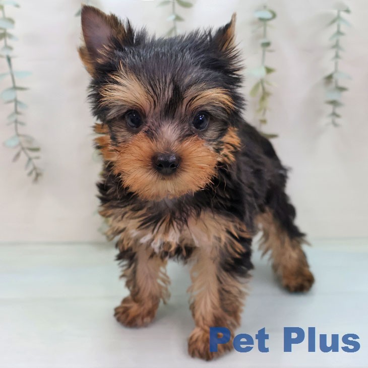 ヨークシャー・テリア