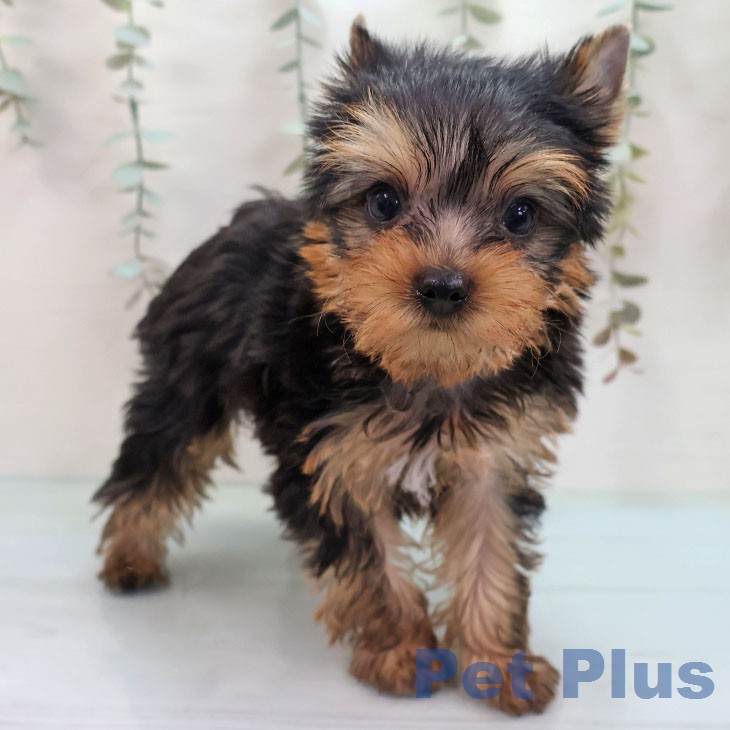 ヨークシャー・テリアの写真2