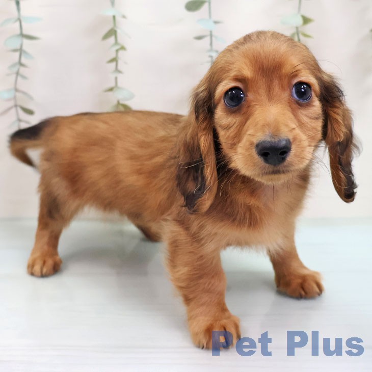 カニーンヘン・ダックスフンド