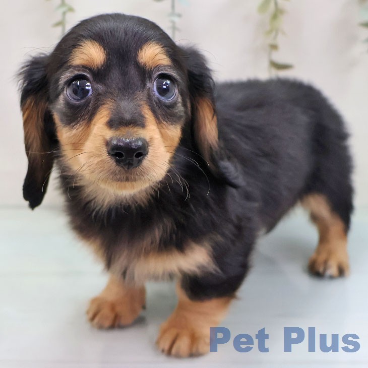 カニーンヘン・ダックスフンド