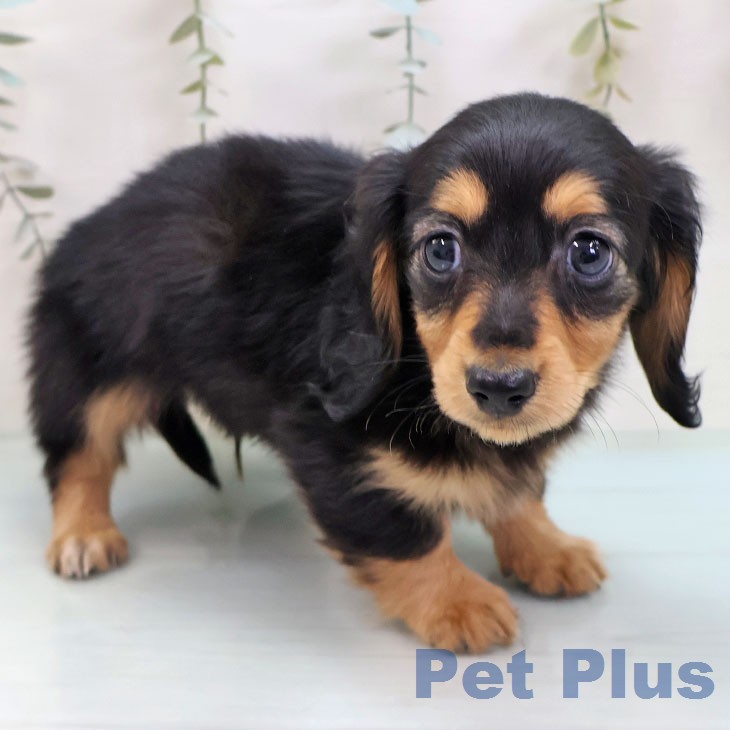 カニーンヘン・ダックスフンド