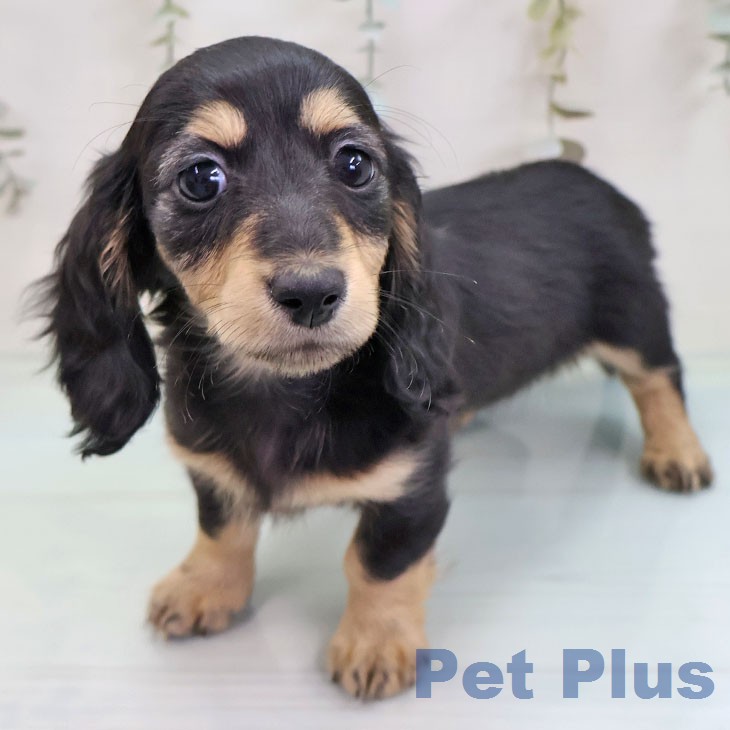 カニーンヘン・ダックスフンド