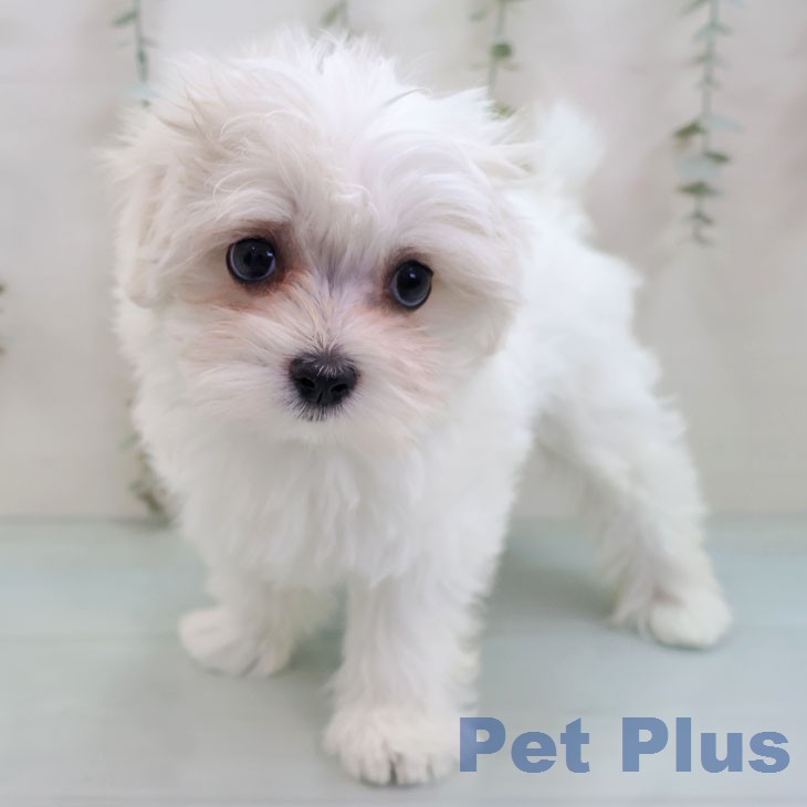 マルチーズの写真2