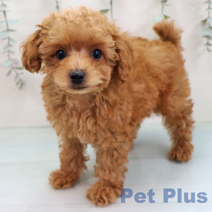 トイ・プードル