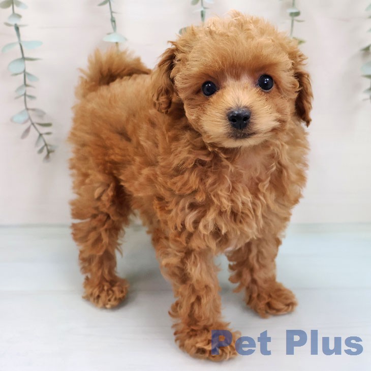 トイ・プードルの写真2