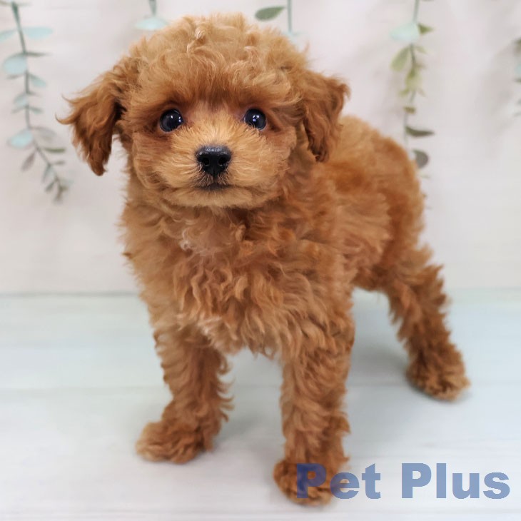福岡県のトイプードル(トイ) (ペットプラス 八幡東店/2026年2月10日生まれ/男の子/オレンジフォーン)の子犬の1枚目の画像