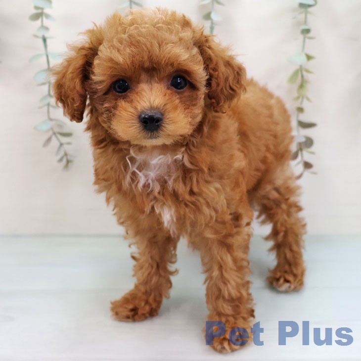 トイ・プードル