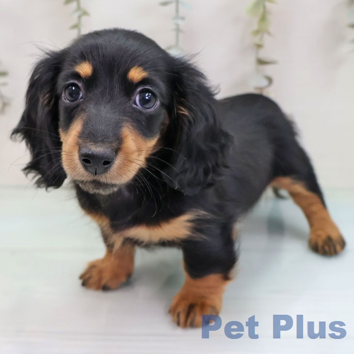 ミニチュア・ダックスフンド