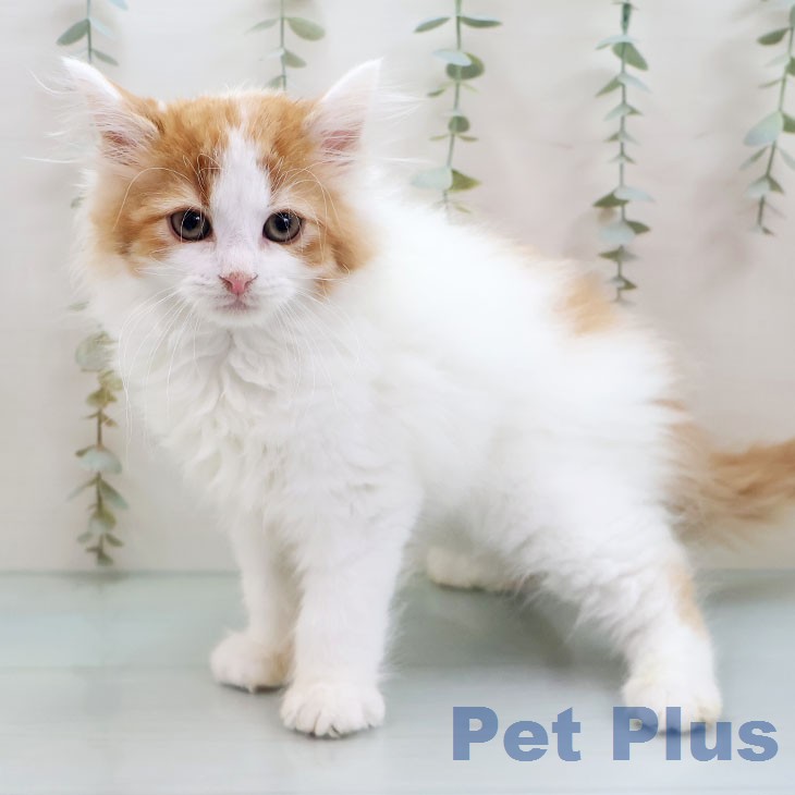 サイベリアンの写真2