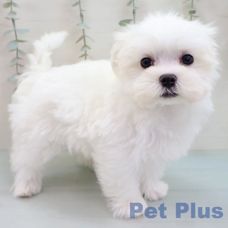 東京都のマルチーズ (ペットプラス MARK IS 葛飾かなまち店/2026年2月8日生まれ/女の子/ホワイト)の子犬