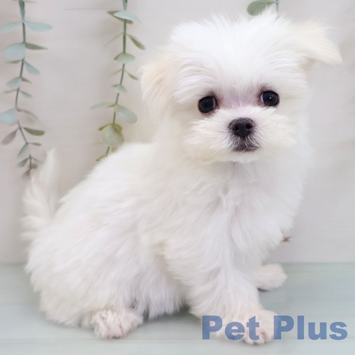 東京都のマルチーズ (ペットプラス アクアシティお台場店/2026年2月8日生まれ/女の子/ホワイト)の子犬