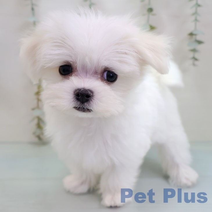 東京都のマルチーズ (ペットプラス アクアシティお台場店/2026年2月8日生まれ/女の子/ホワイト)の子犬の2枚目の画像