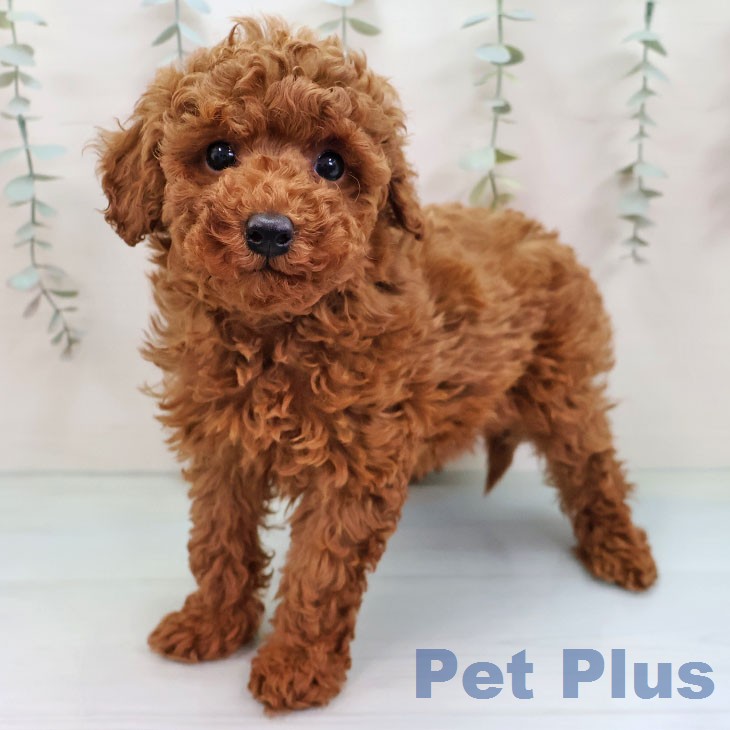 福岡県のトイプードル(トイ) (ペットプラス ららぽーと福岡店/2026年2月7日生まれ/男の子/レッド)の子犬の1枚目の画像