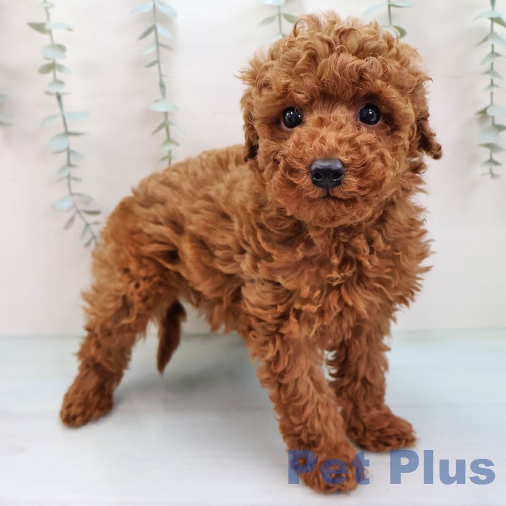 福岡県のトイプードル(トイ) (ペットプラス ららぽーと福岡店/2026年2月7日生まれ/男の子/レッド)の子犬の2枚目の画像