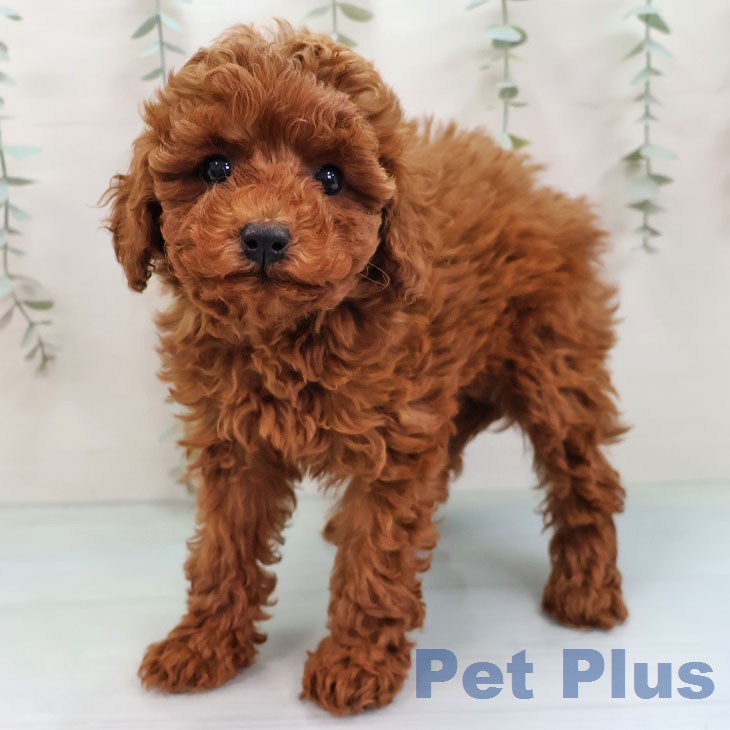 トイ・プードル