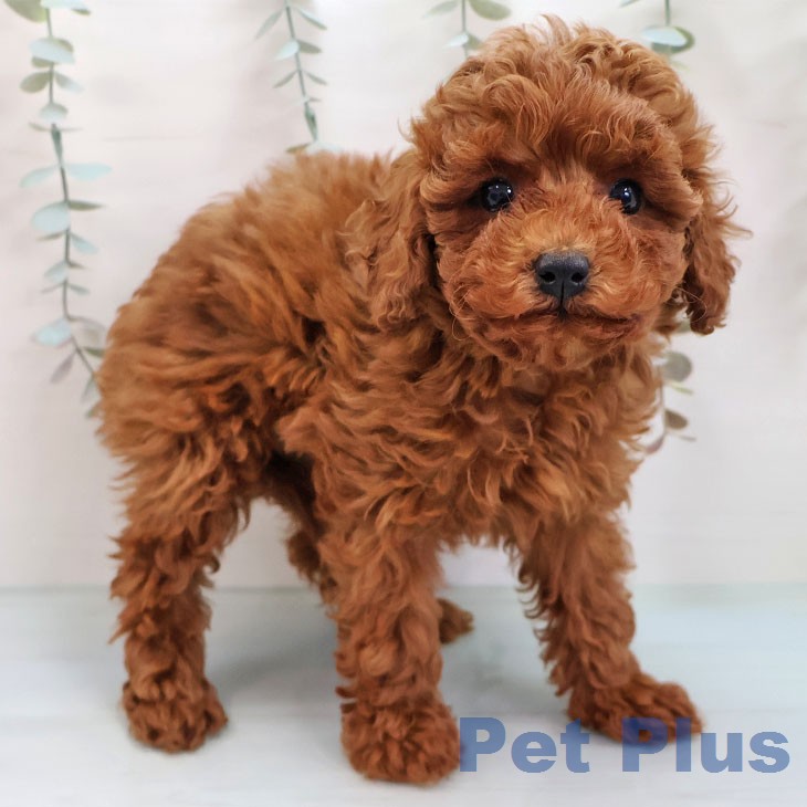 トイ・プードルの写真2