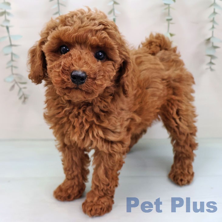 東京都のトイプードル(トイ) (ペットプラス 立川高島屋S.C.店/2026年2月7日生まれ/女の子/レッド)の子犬の1枚目の画像