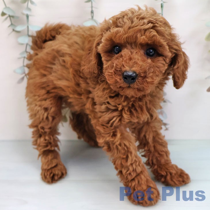 東京都のトイプードル(トイ) (ペットプラス 立川高島屋S.C.店/2026年2月7日生まれ/女の子/レッド)の子犬の2枚目の画像