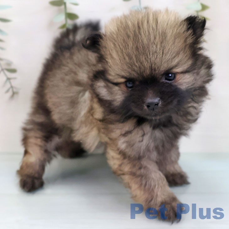 ポメラニアンの写真2