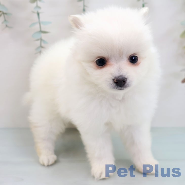 ポメラニアンの写真2