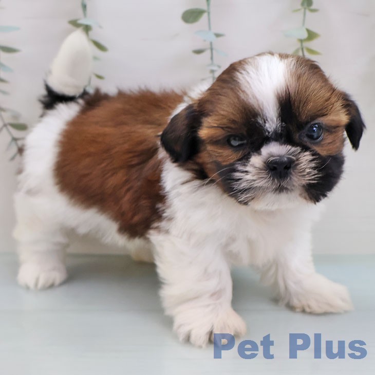 シー・ズーの写真2