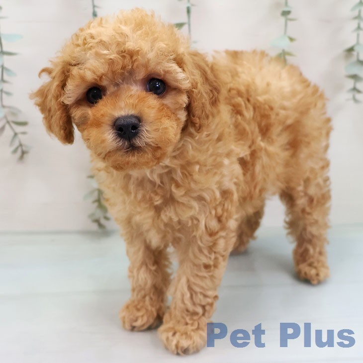 福岡県のトイプードル(トイ) (ペットプラス MARK IS 福岡ももち店/2026年2月13日生まれ/男の子/アプリコット)の子犬