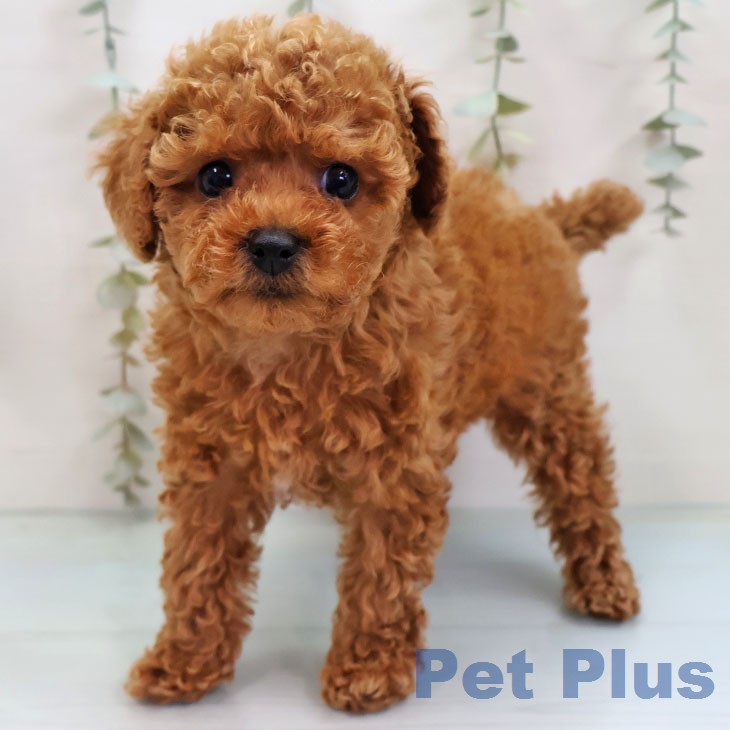 トイ・プードル