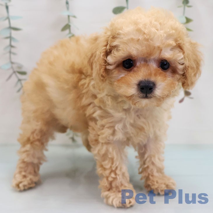 トイ・プードル