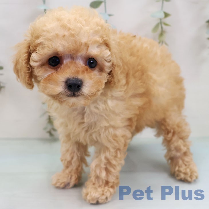 トイ・プードル