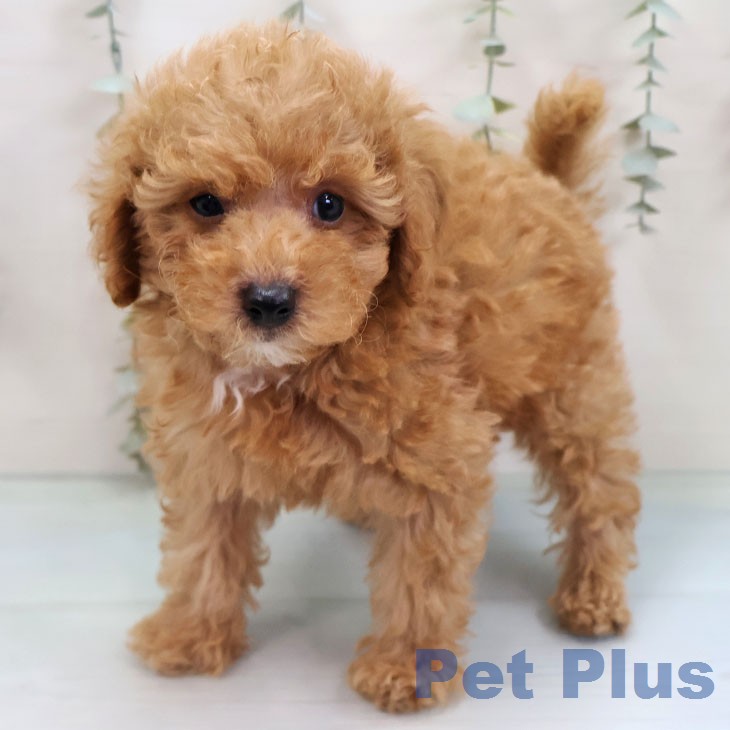 トイ・プードルの写真2