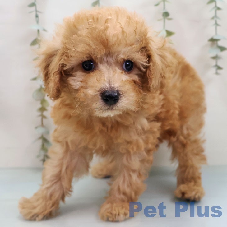 トイ・プードルの写真2