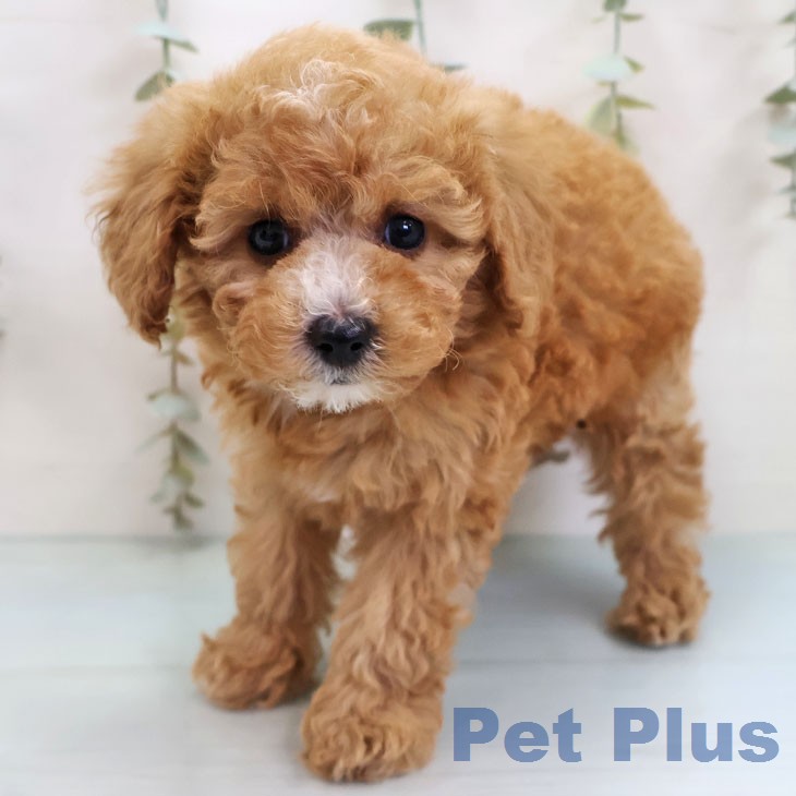 福岡県のトイプードル(トイ) (ペットプラス MARK IS 福岡ももち店/2026年2月12日生まれ/女の子/アプリコット)の子犬