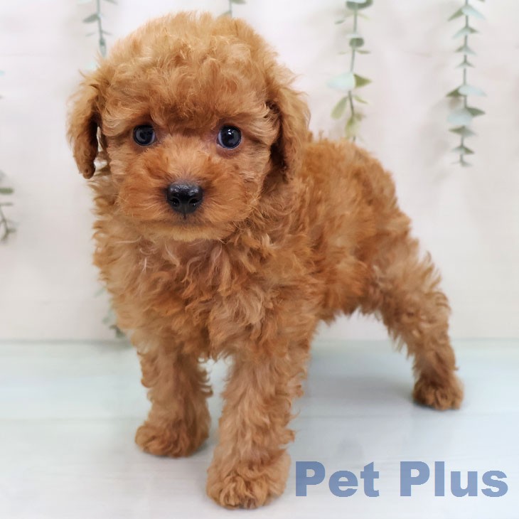 トイ・プードル