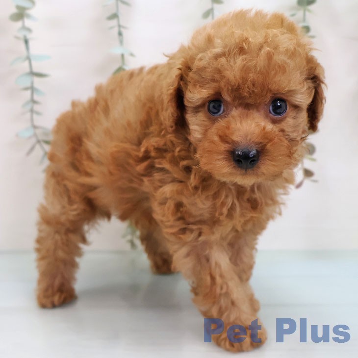 トイ・プードルの写真2