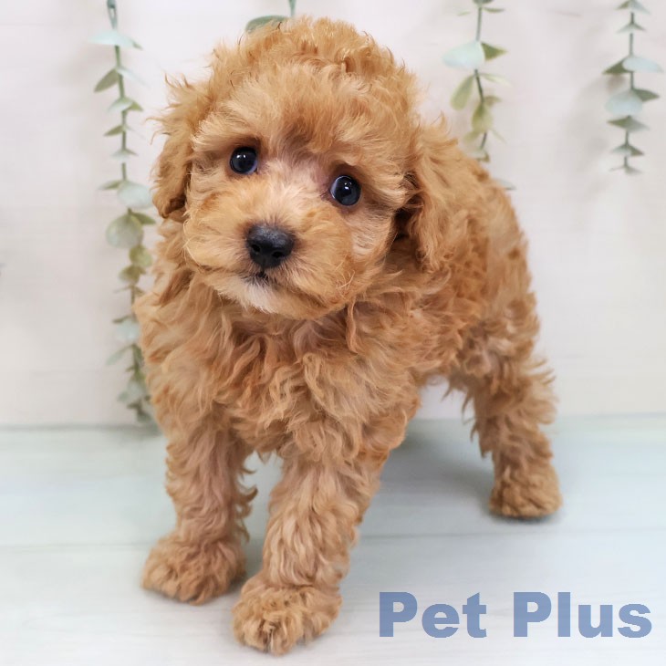 トイ・プードル