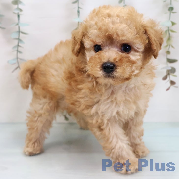 トイ・プードル