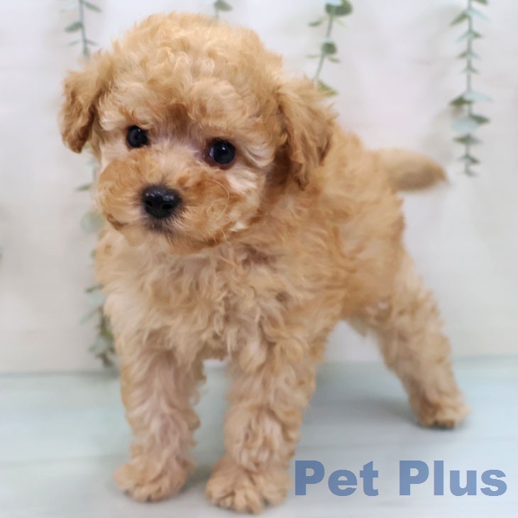 トイ・プードル