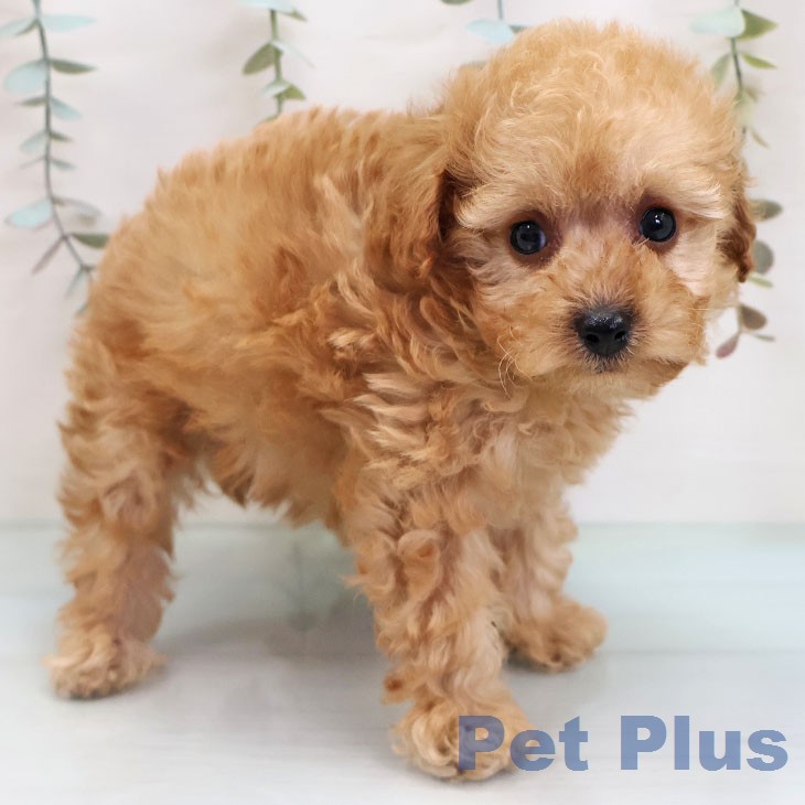 トイ・プードルの写真2