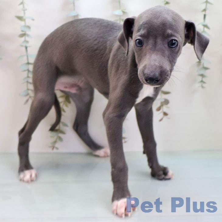 イタリアン・グレーハウンドの写真2