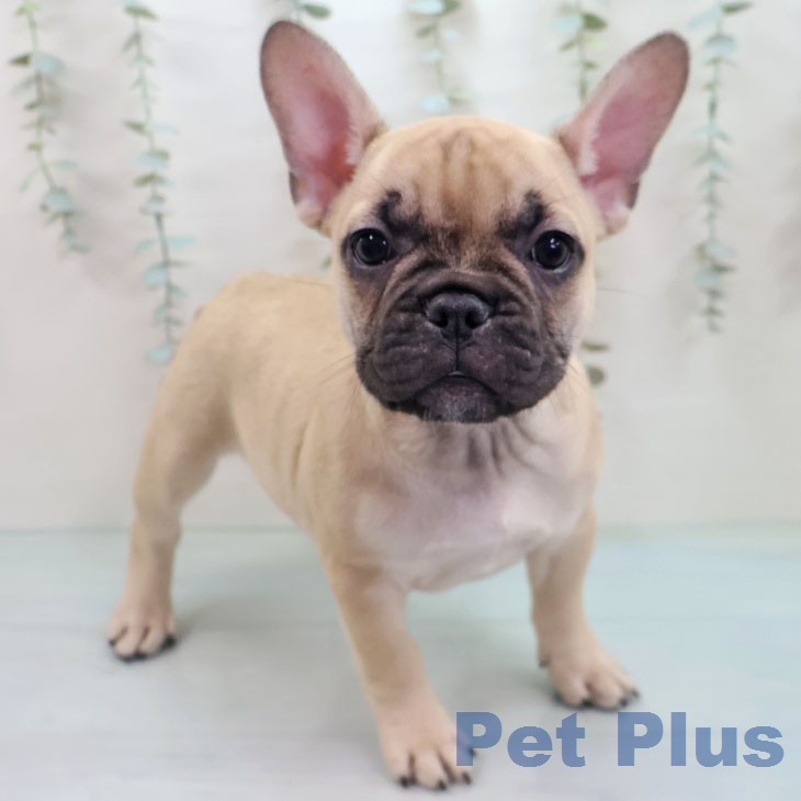 フレンチ・ブルドッグ