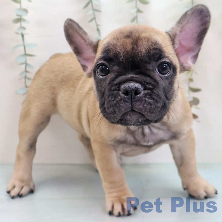 沖縄県のフレンチブルドッグ (ペットプラス 沖縄ライカム店/2026年2月9日生まれ/女の子/フォーン)の子犬