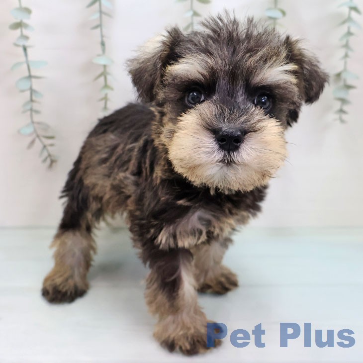 ミニチュア・シュナウザーの写真2