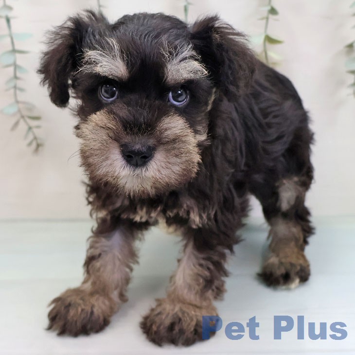 ミニチュア・シュナウザー