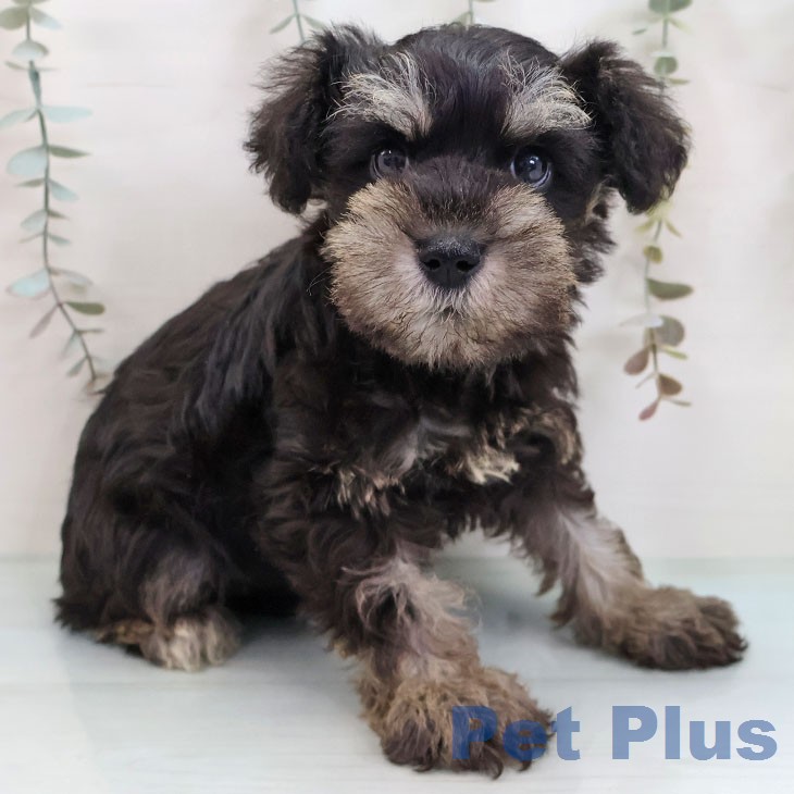 ミニチュア・シュナウザーの写真2