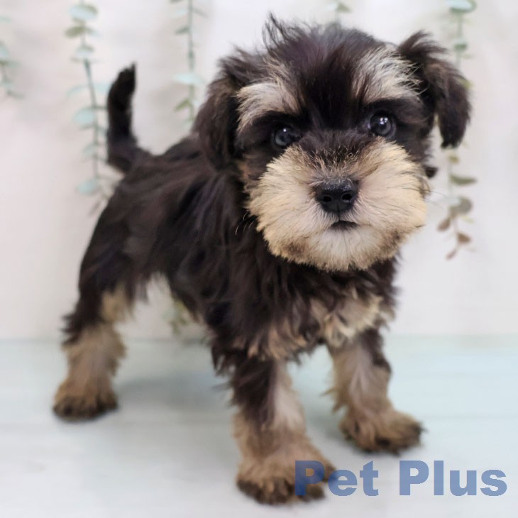 ミニチュア・シュナウザーの写真2