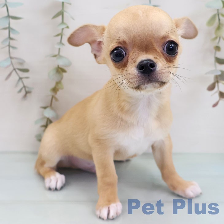 鹿児島県のチワワ(ロング) (ペットプラス 姶良店/2026年2月12日生まれ/男の子/フォーンホワイトマーキングス)の子犬の1枚目の画像