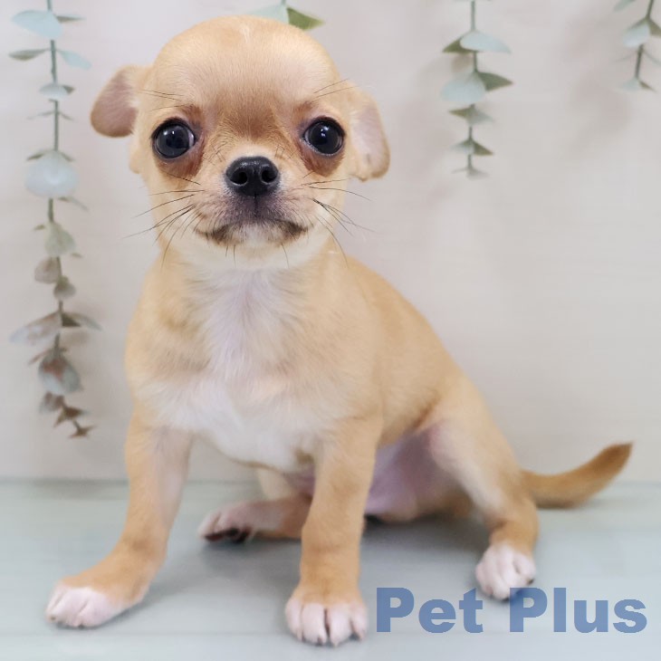 鹿児島県のチワワ(ロング) (ペットプラス 姶良店/2026年2月12日生まれ/男の子/フォーンホワイトマーキングス)の子犬の2枚目の画像